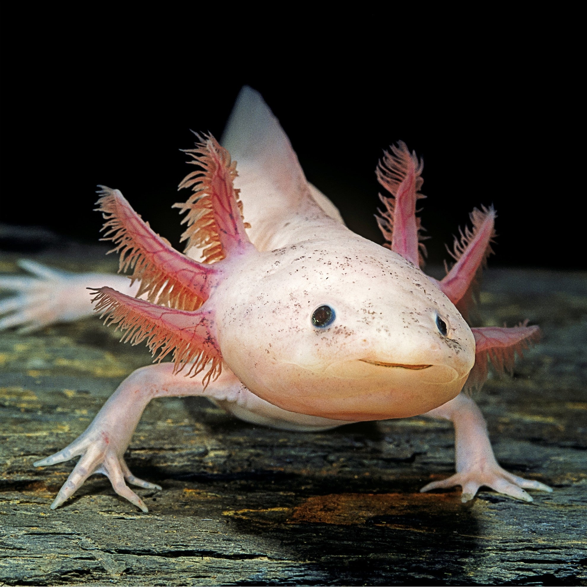 Axolotl - WWF-Canada