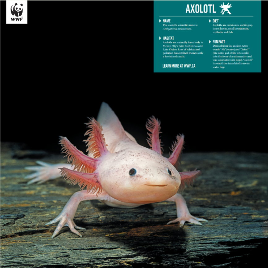 Axolotl - WWF-Canada