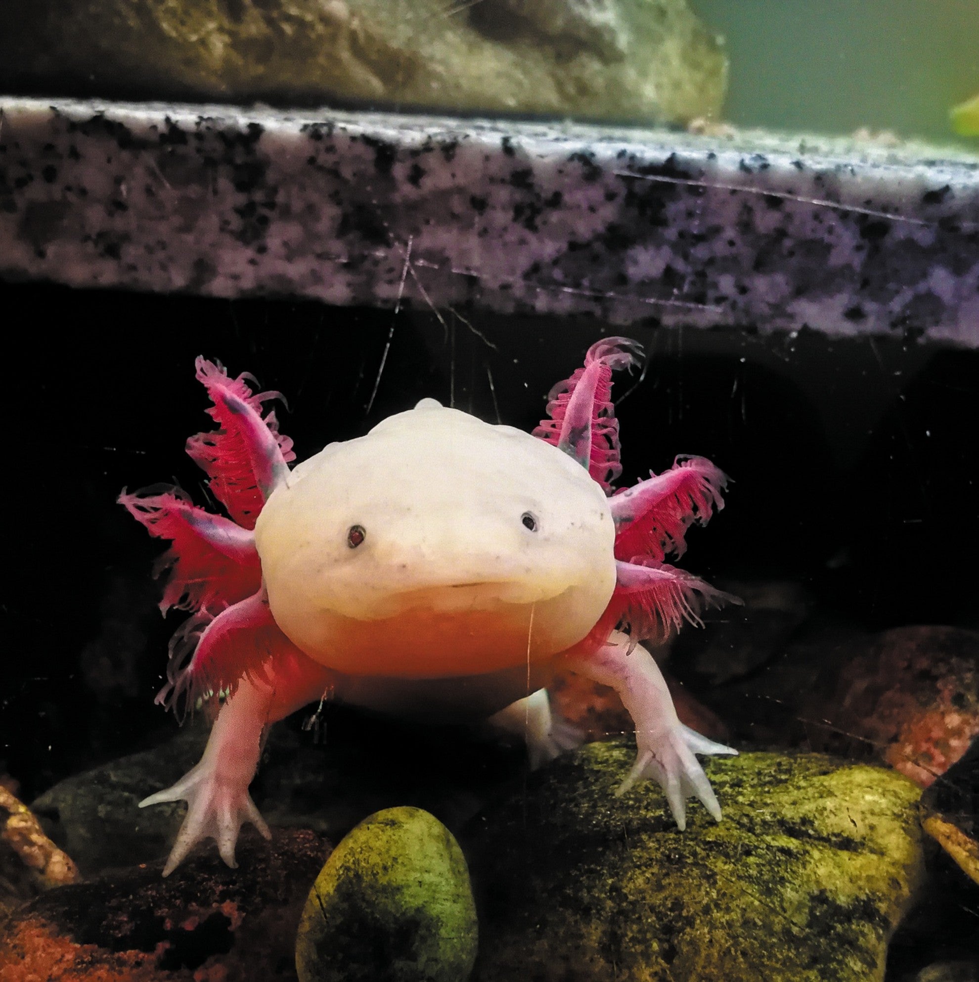 Axolotl digital adoption - WWF-Canada