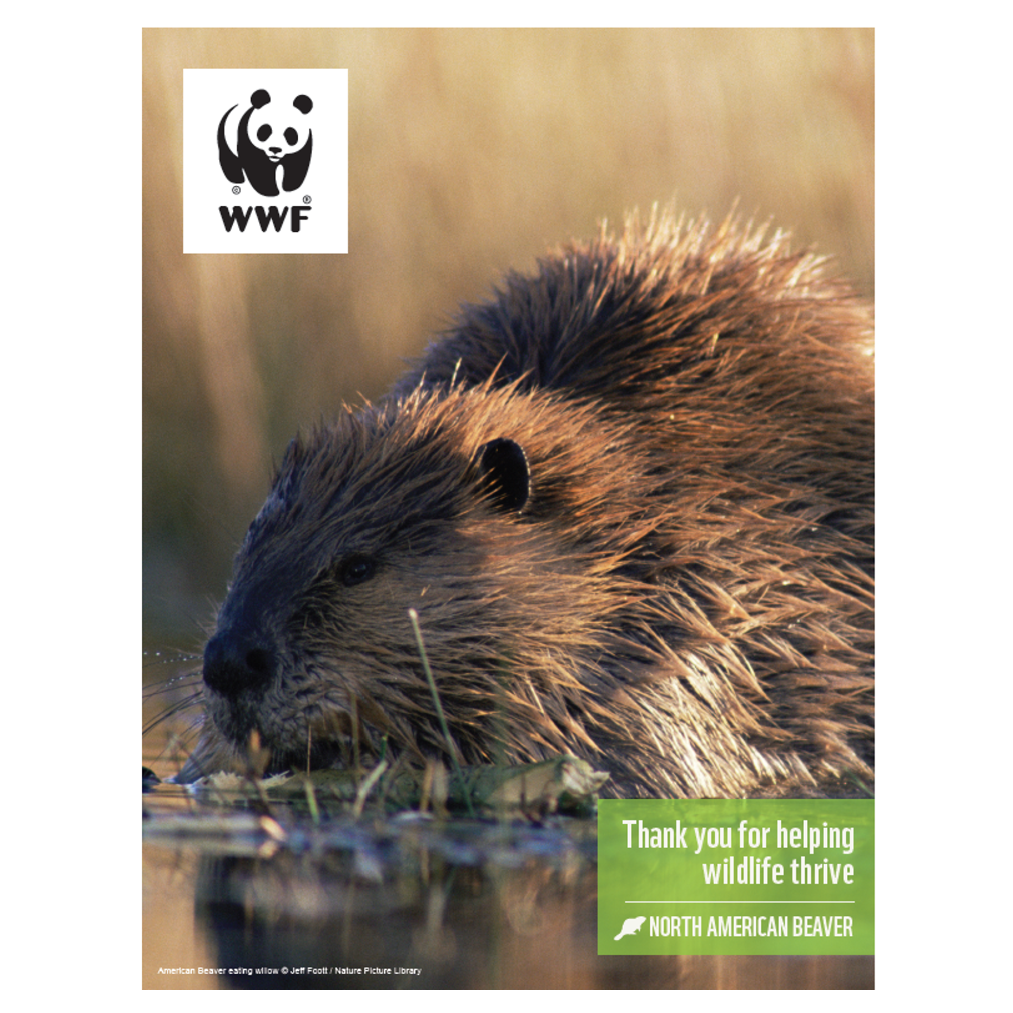 North American beaver digital adoption