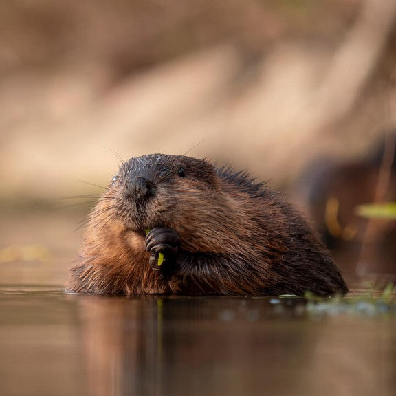 North American beaver digital adoption - WWF-Canada