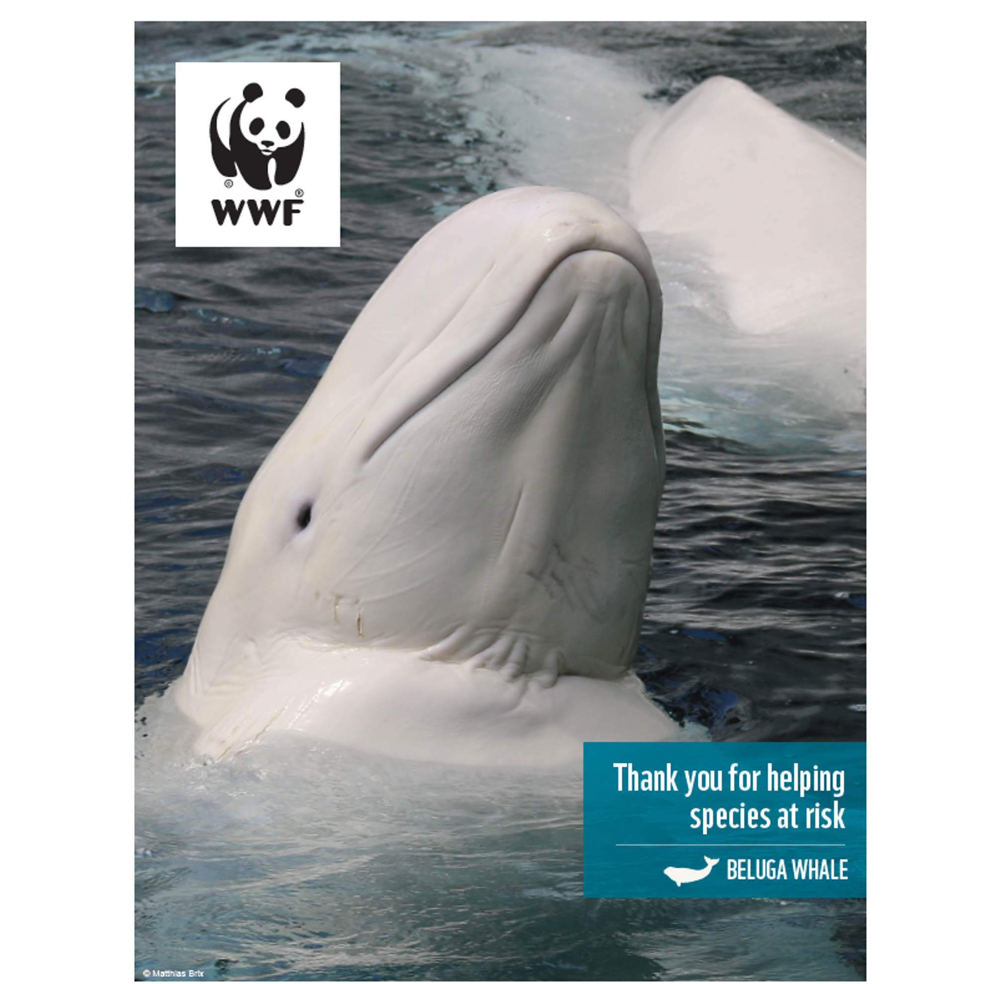 Beluga whale digital adoption - WWF-Canada