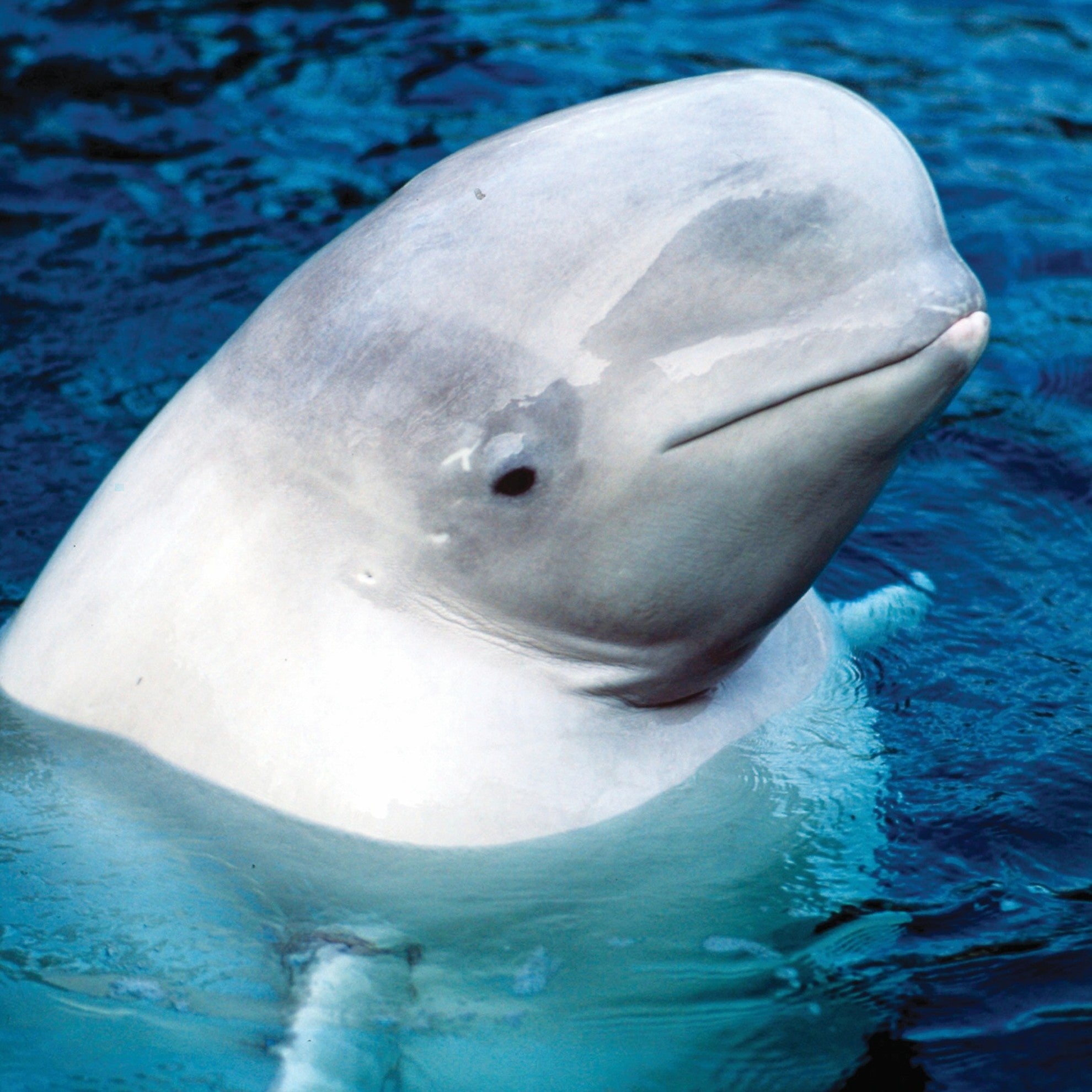 Beluga whale digital adoption - WWF-Canada