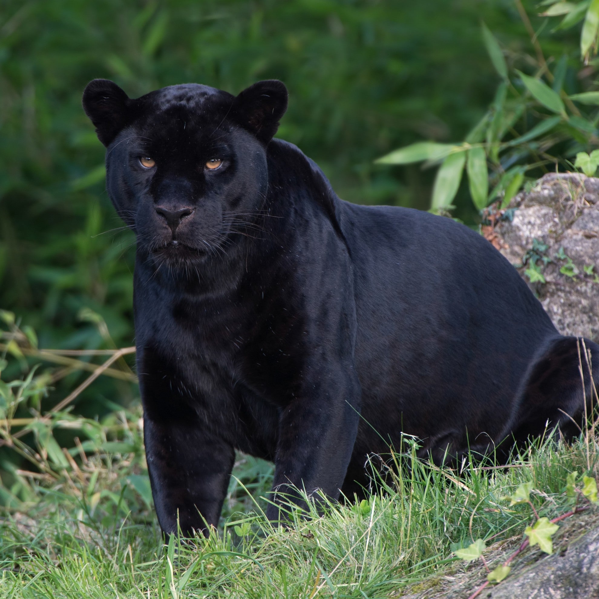 Black jaguar digital adoption - WWF-Canada
