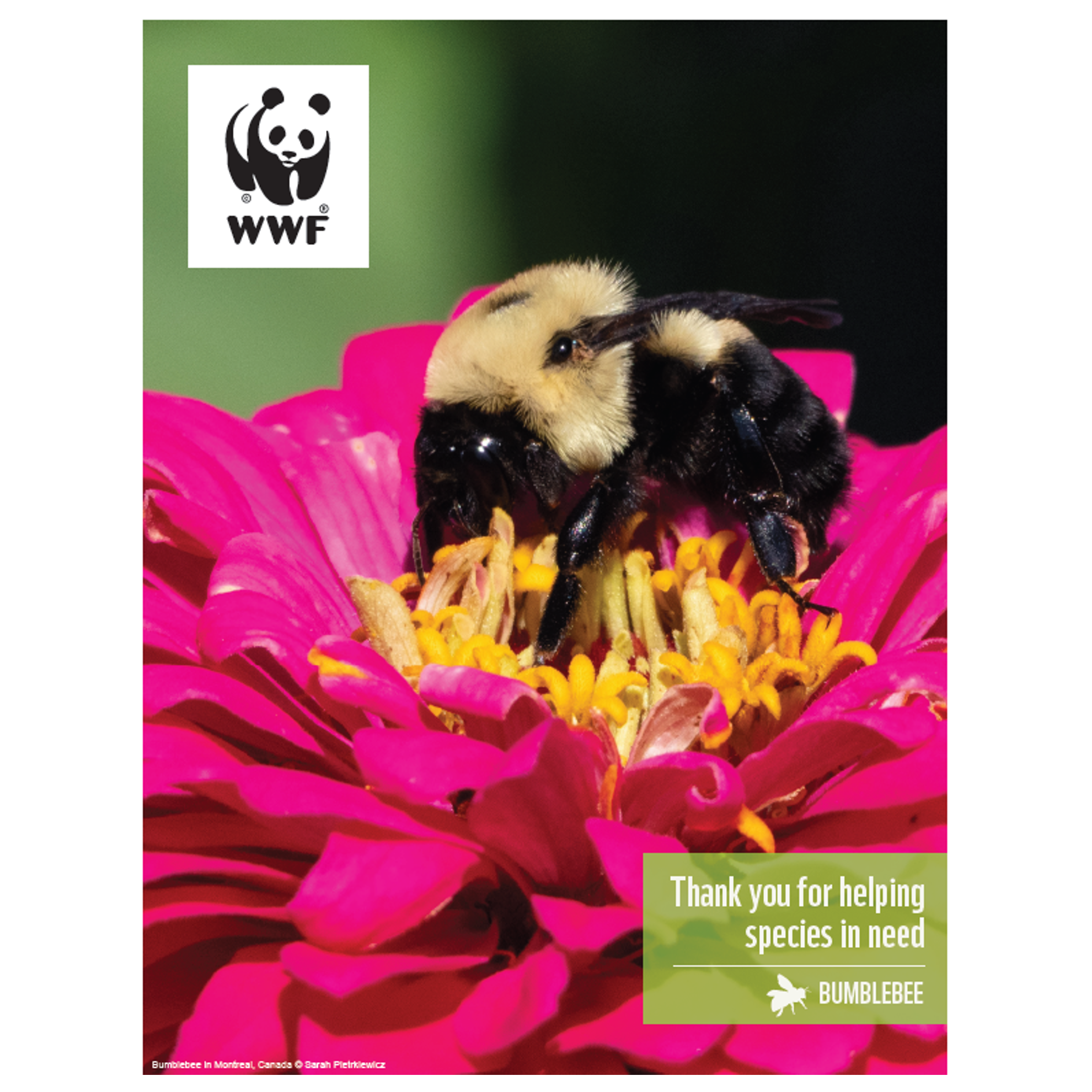 Bumblebee digital adoption - WWF-Canada