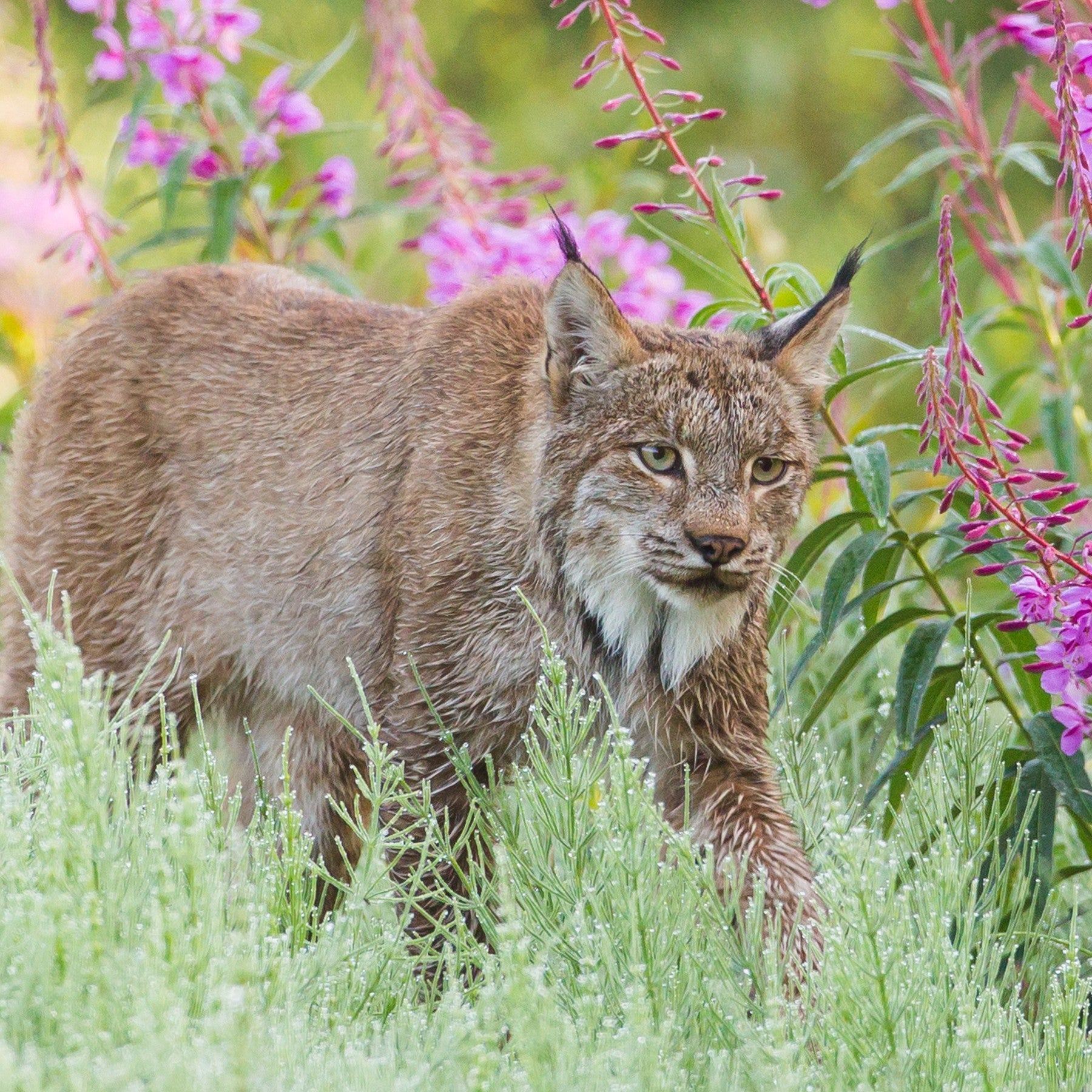 Canada lynx digital adoption - WWF-Canada