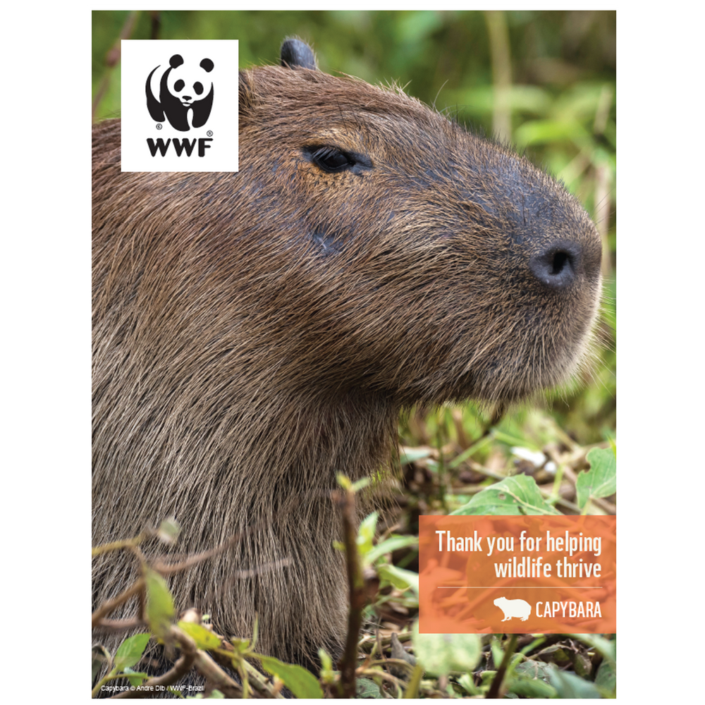 Capybara Digital Adoption | WWF-Canada