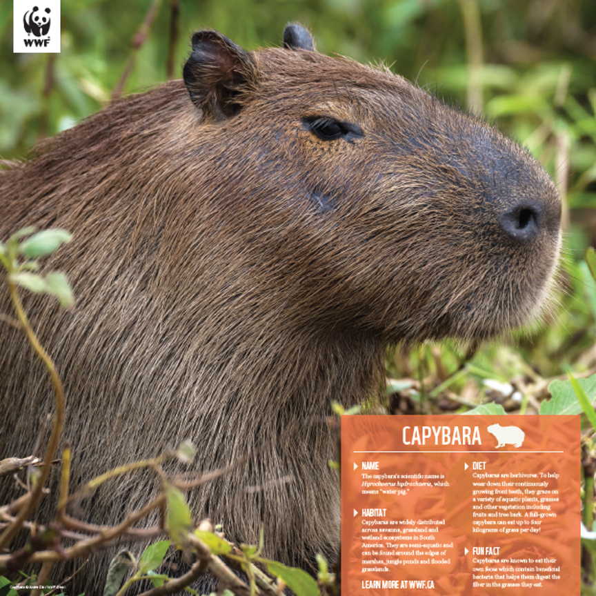 Capybara - WWF-Canada