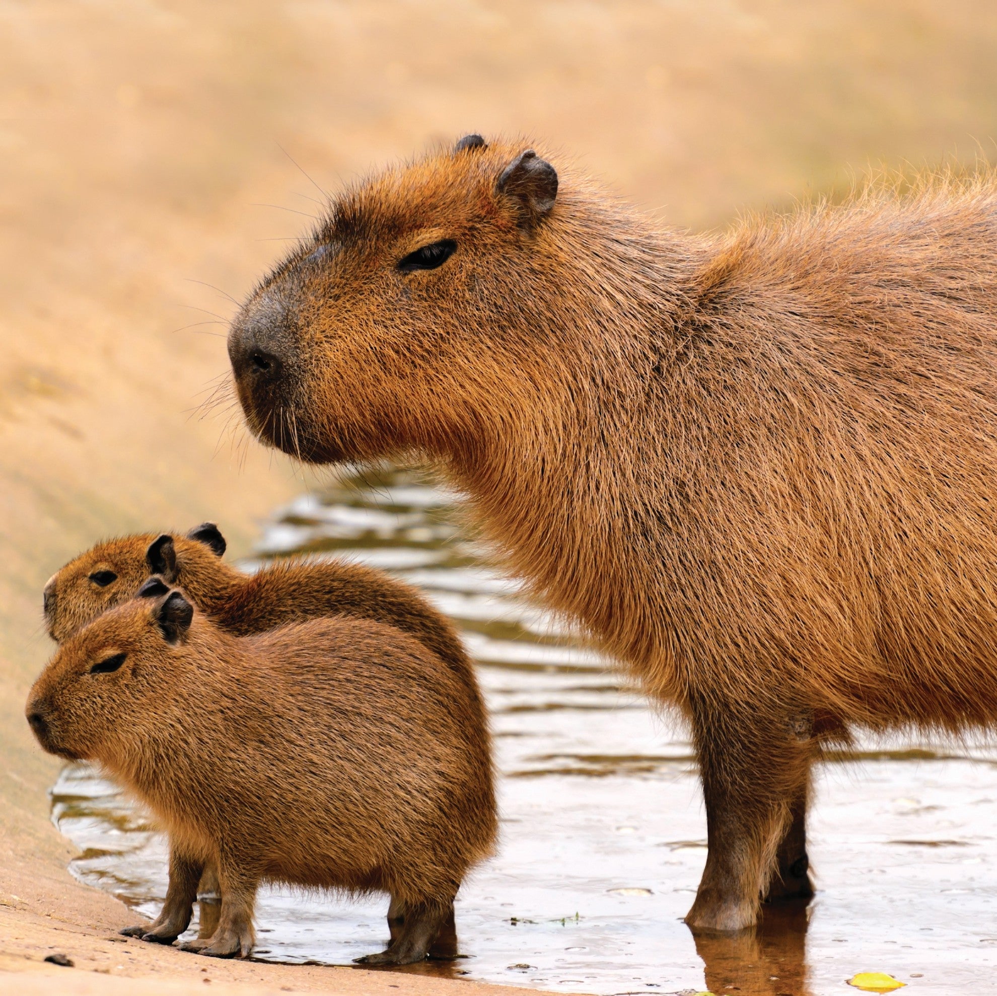 Capybara digital adoption - WWF-Canada