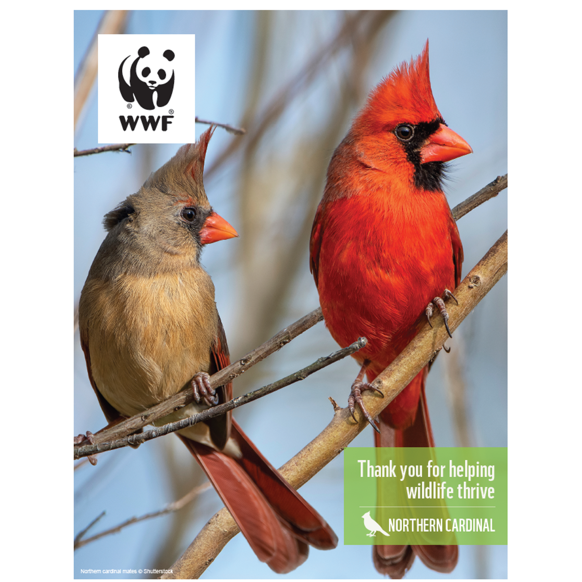 Cardinal digital adoption - WWF-Canada