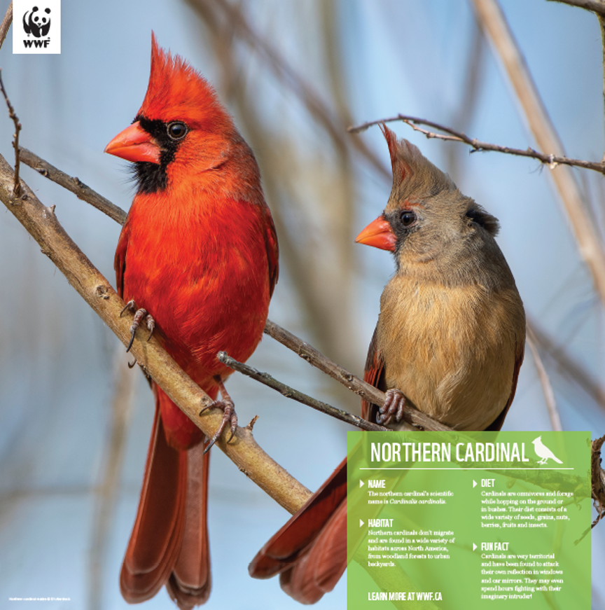 Cardinal - WWF-Canada