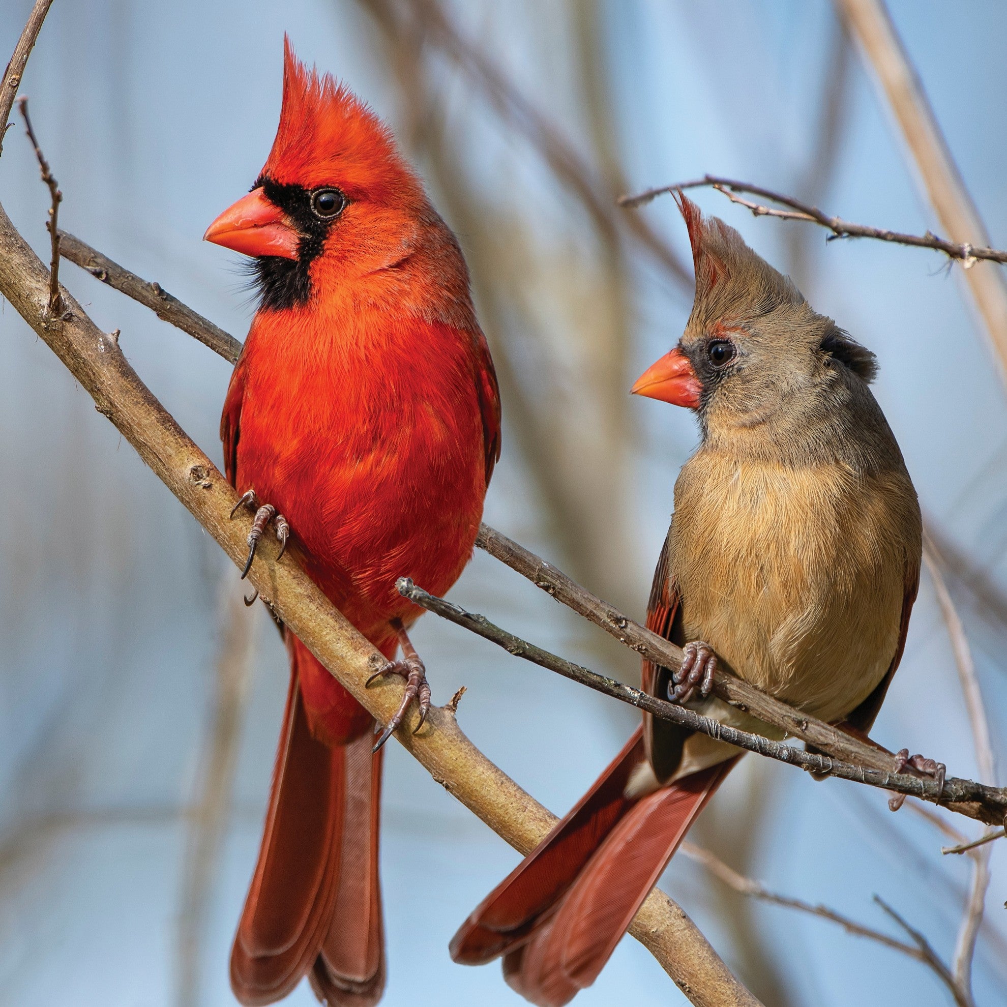 Cardinal digital adoption - WWF-Canada