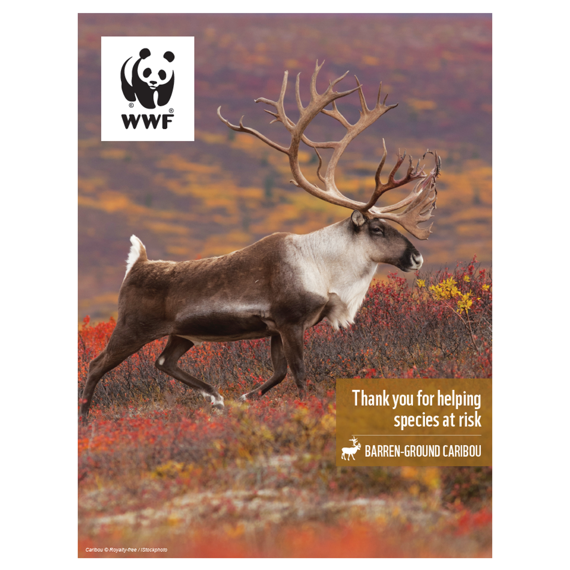 Caribou digital adoption - WWF-Canada