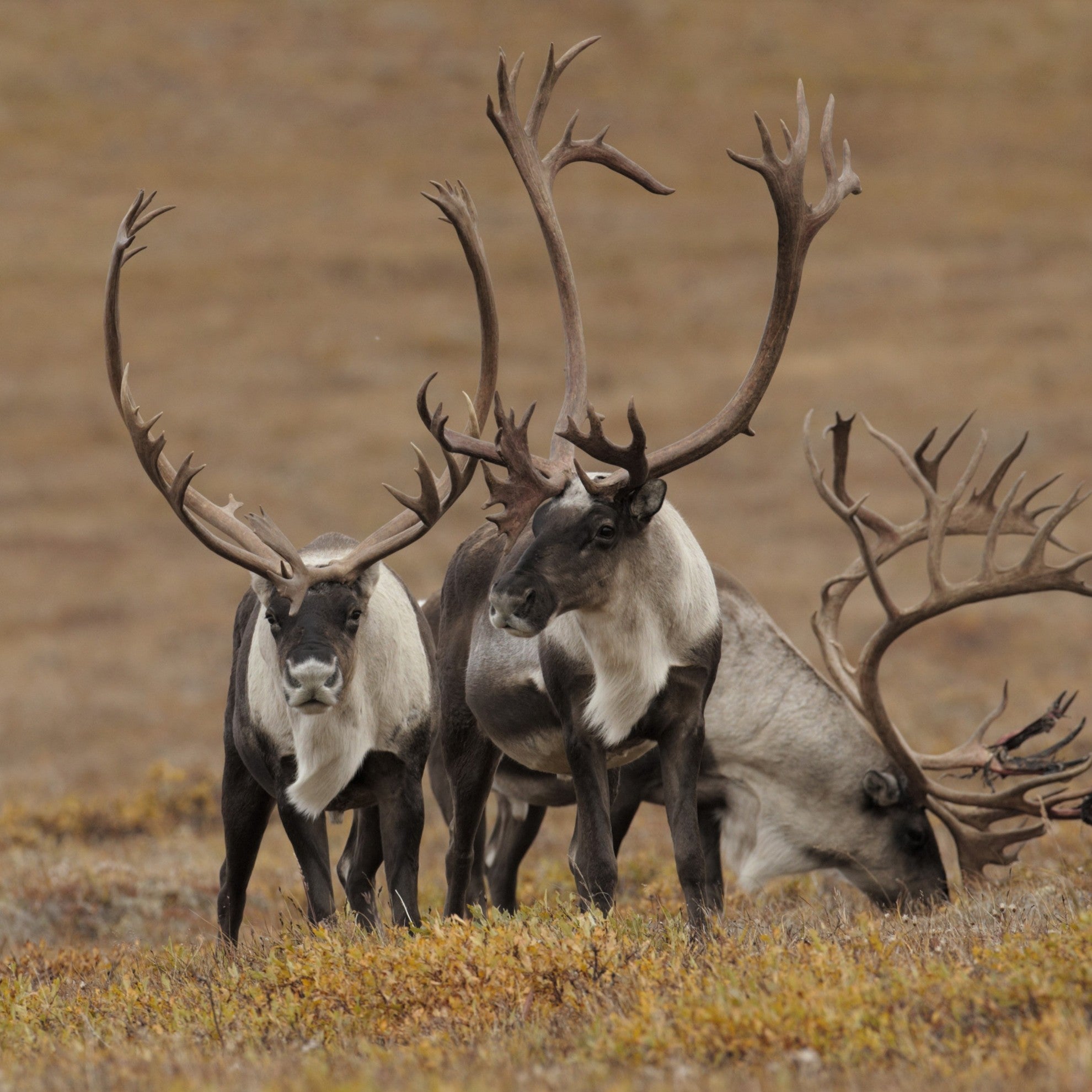 Caribou digital adoption - WWF-Canada
