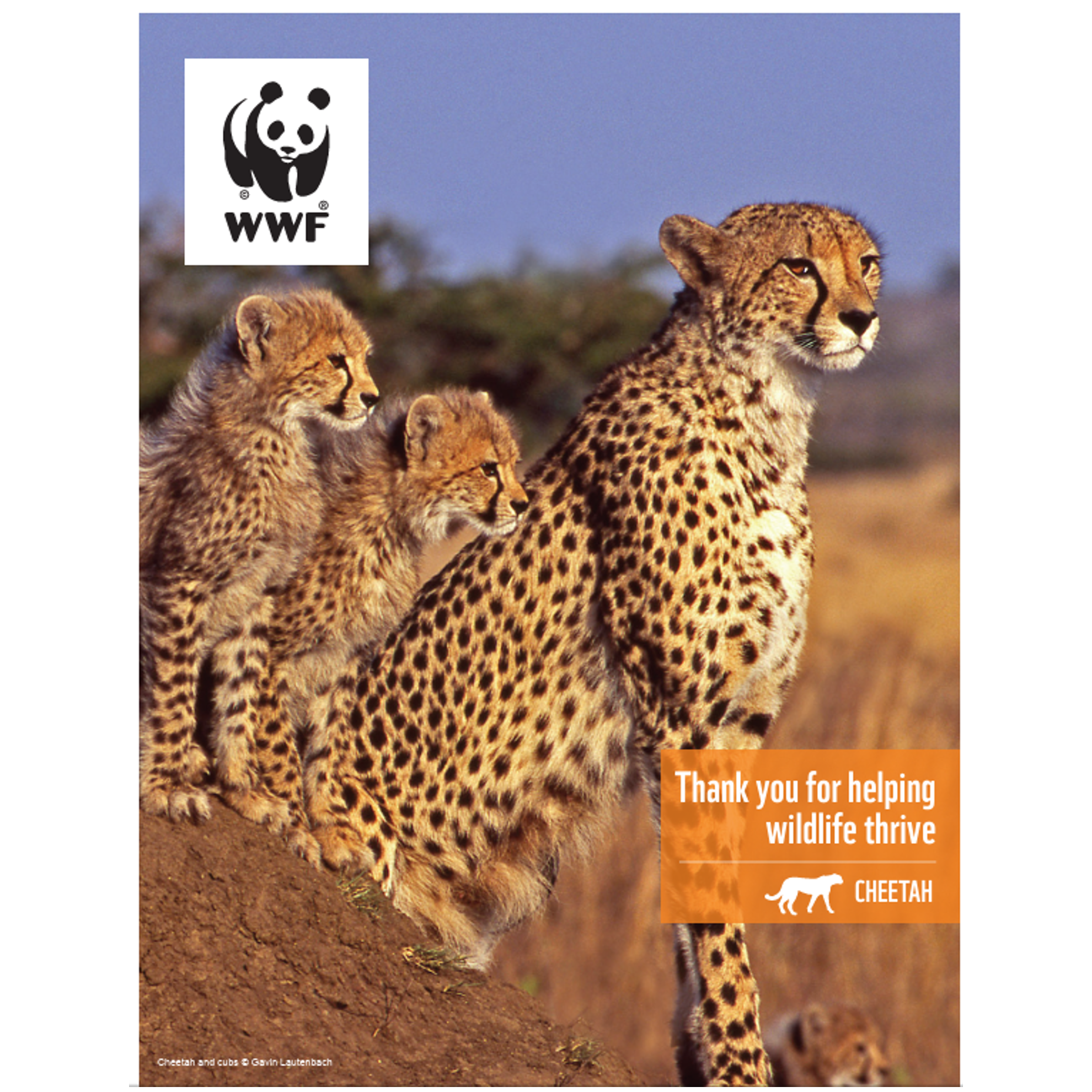 Cheetah digital adoption