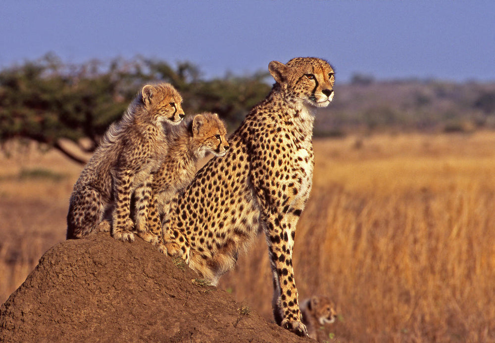 Adopt a Cheetah Plush & Certificate Gift Kits