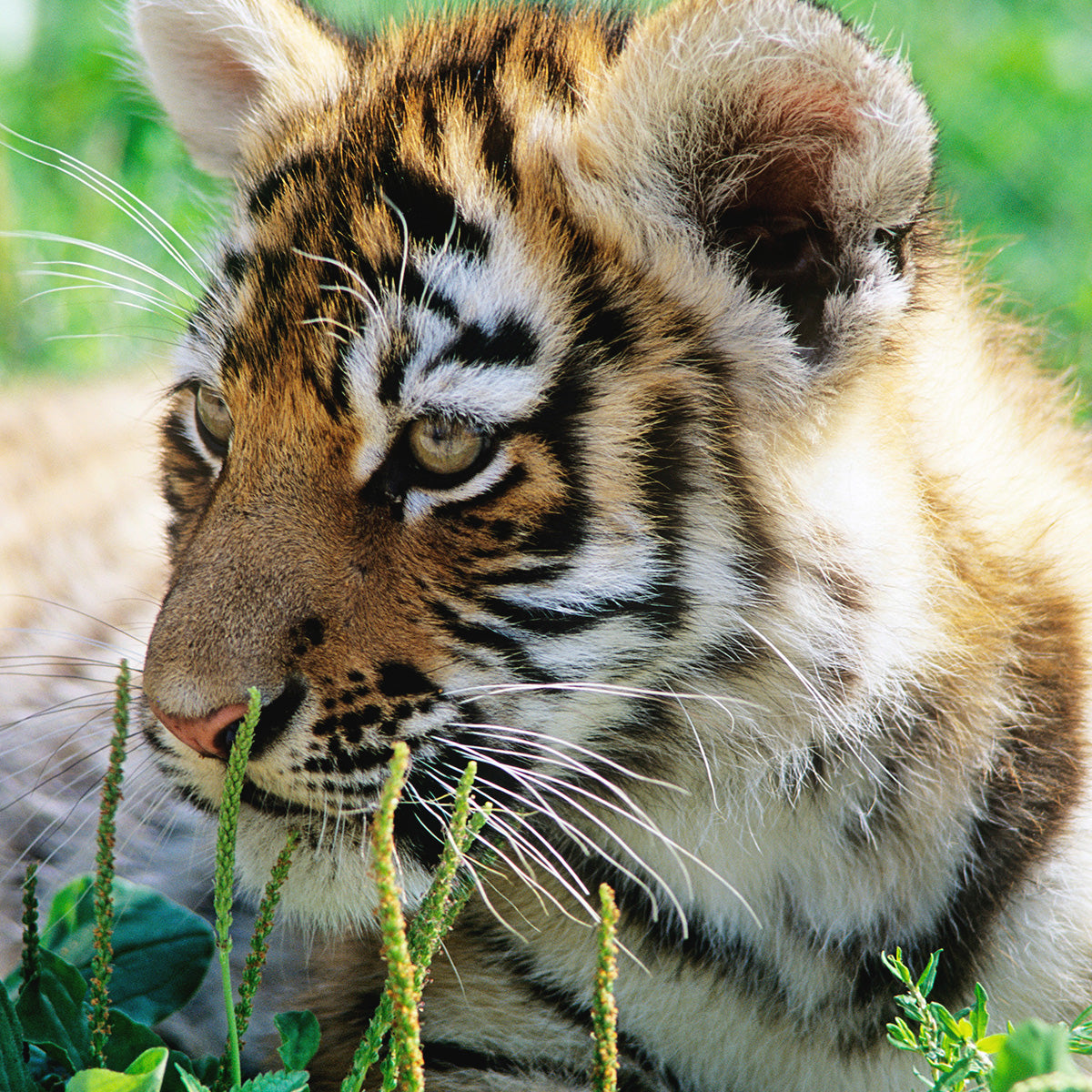 A close up photo of a tiger laying in the grass