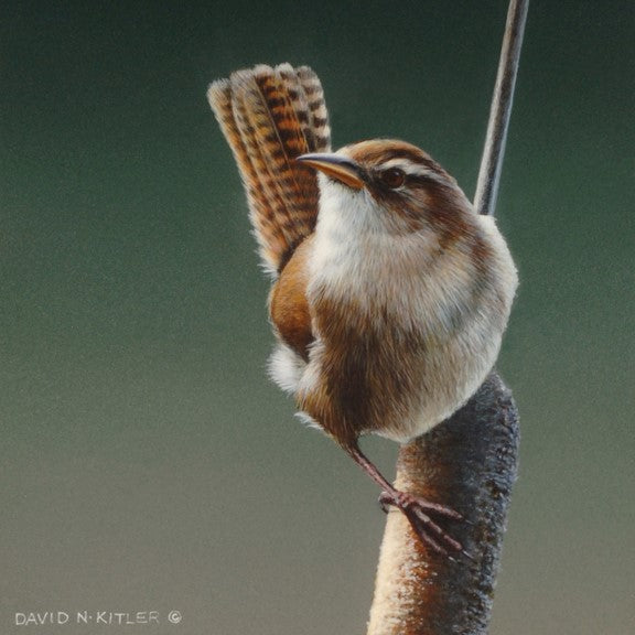 Wren e-card by David Kitler - WWF-Canada