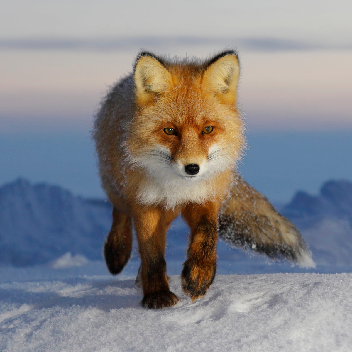 A photo of a red fox walking in the snow