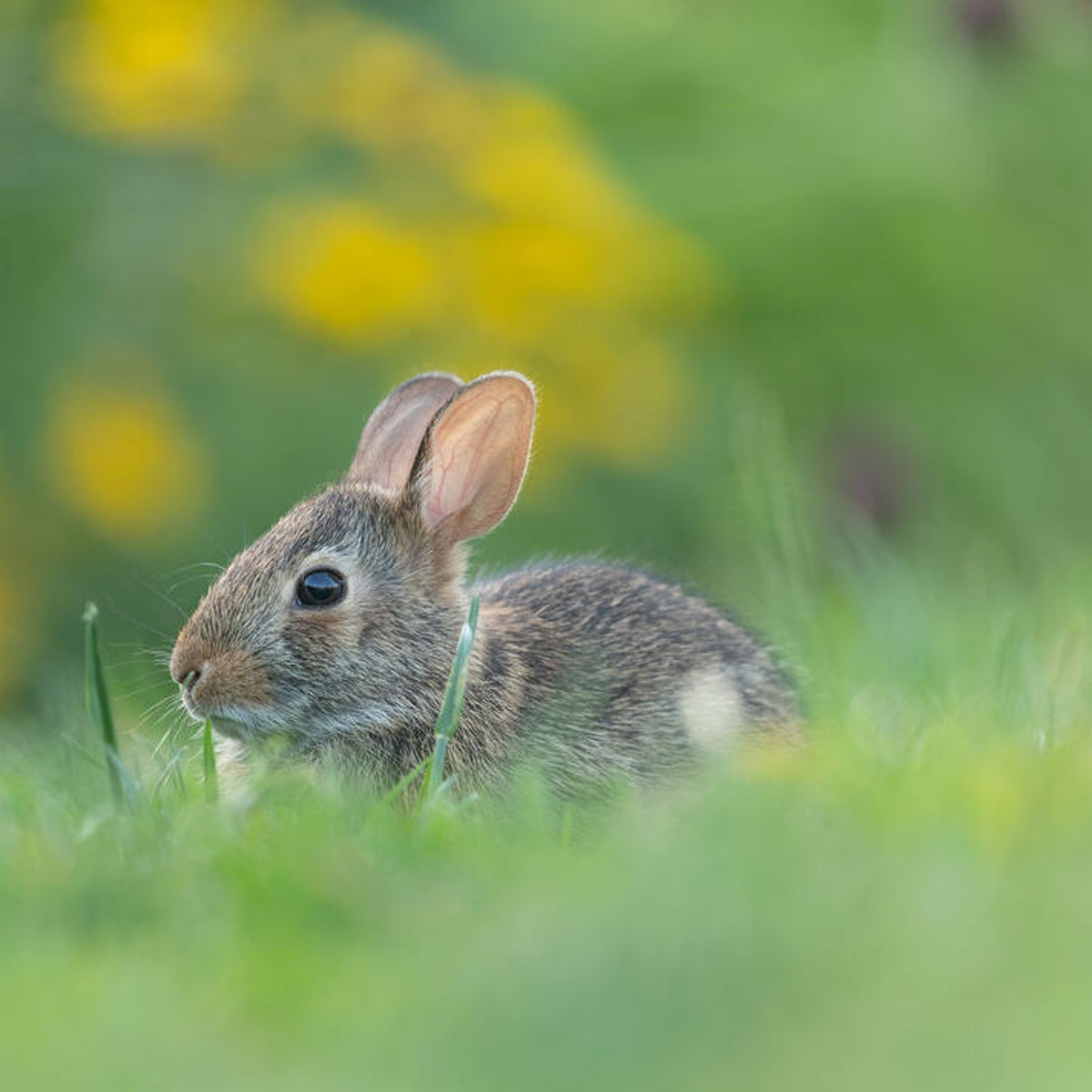 Eastern Cottontail Rabbit Digital Adoption | WWF-Canada