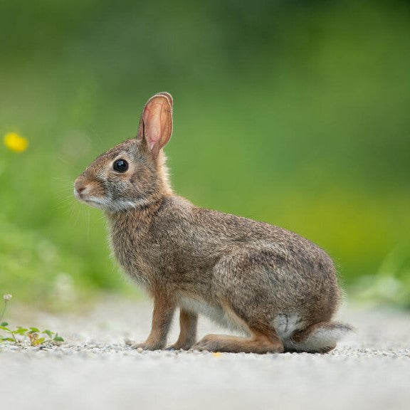 An image of an eastern cottontail rabbit on a trail in Ontario