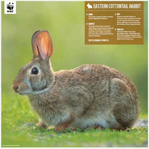 Adopt an Eastern Cottontail Rabbit | Plush & Certificate Gift Kits