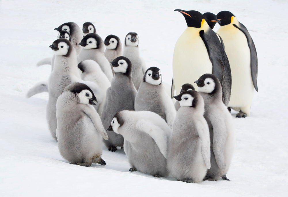 Adopt An Emperor Penguin 