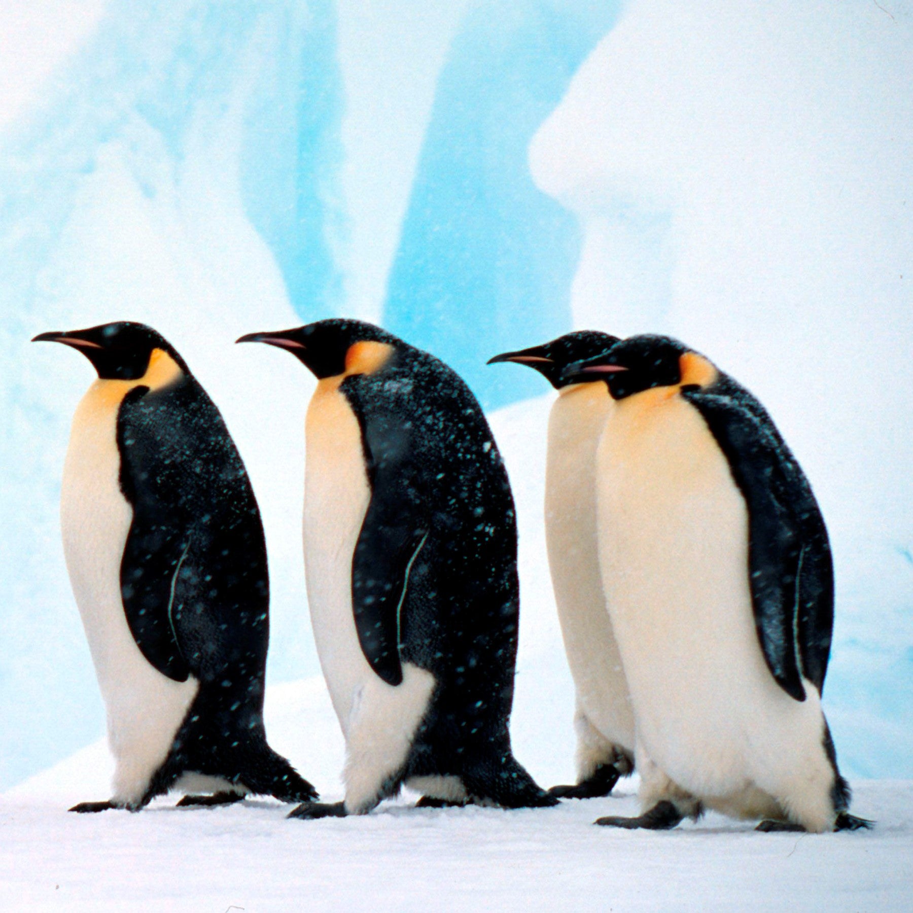 A photo of a group of adult emperor penguins walking 