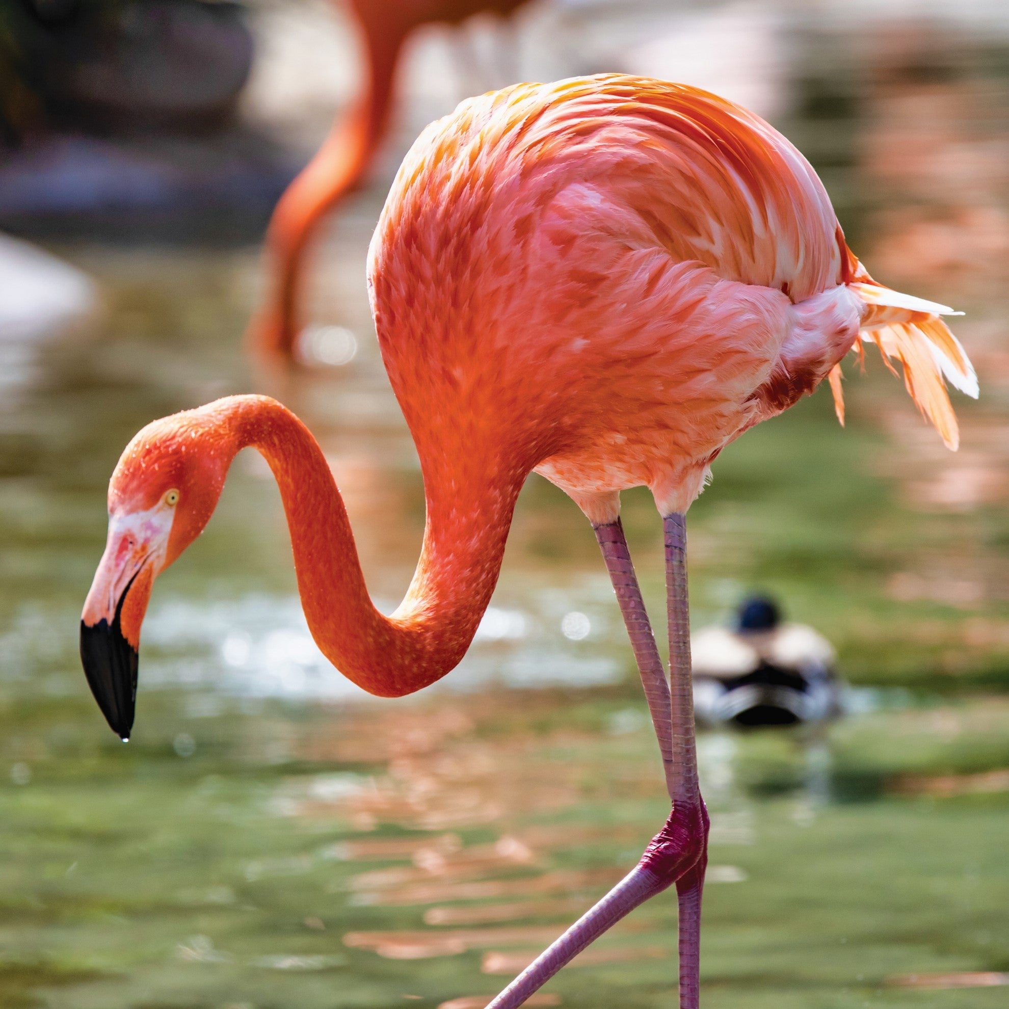 A photo of an American flamingo standing in a lake