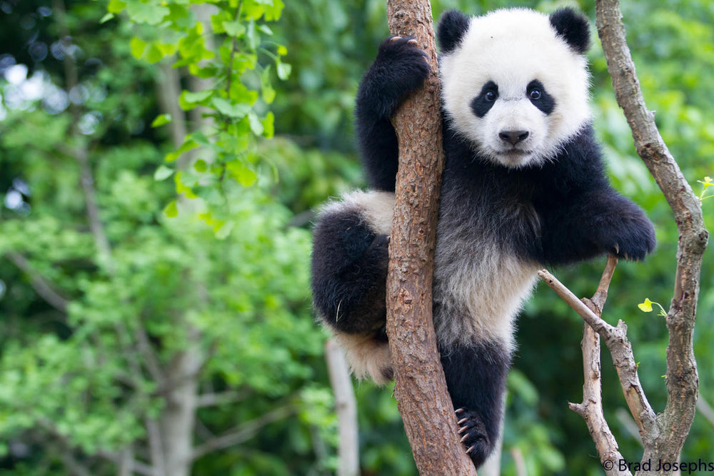 Adopt a Panda Cub | Plush & Certificate Gift Kits