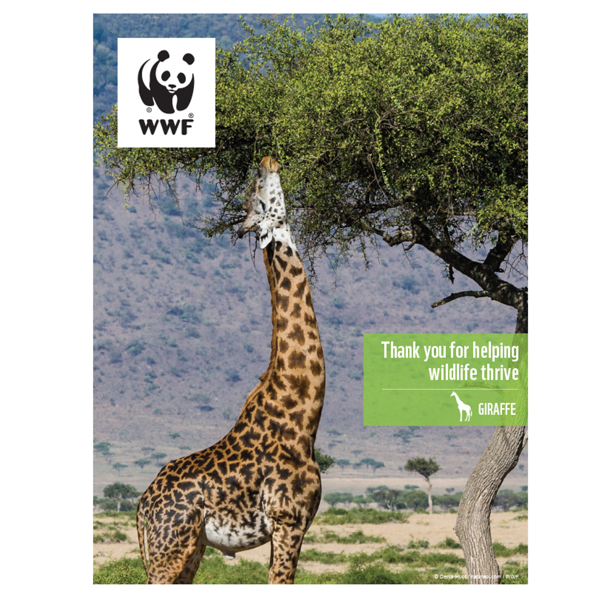 Giraffe digital adoption - WWF-Canada