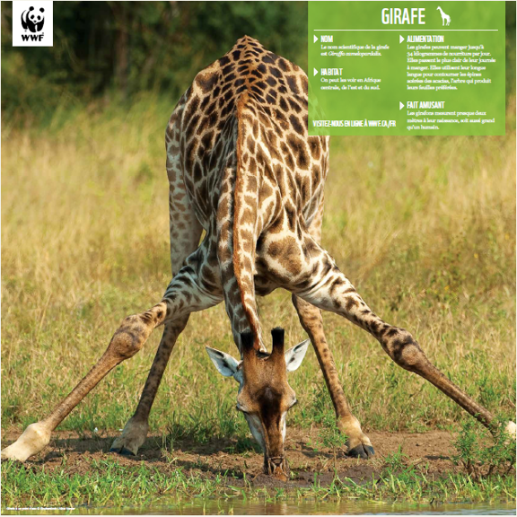 Girafe - WWF-Canada