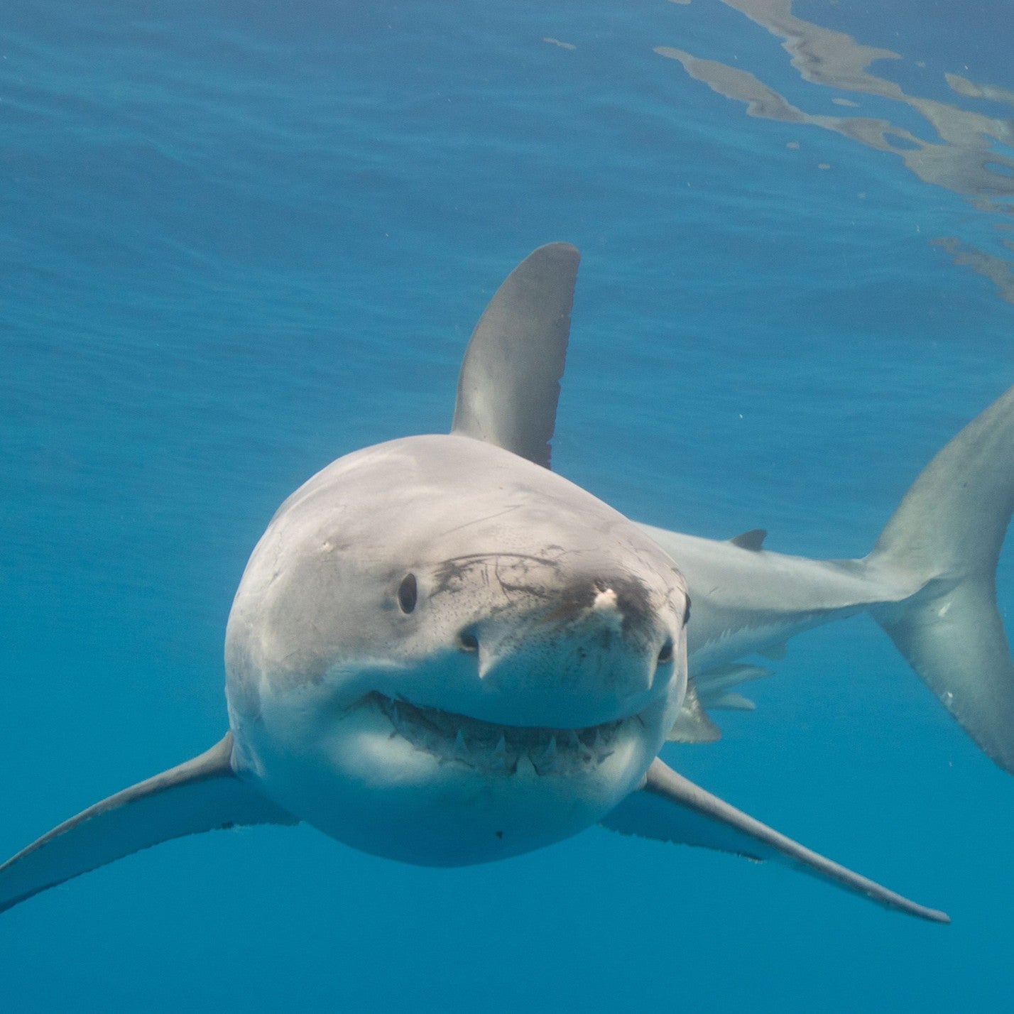 Great white shark digital adoption - WWF-Canada