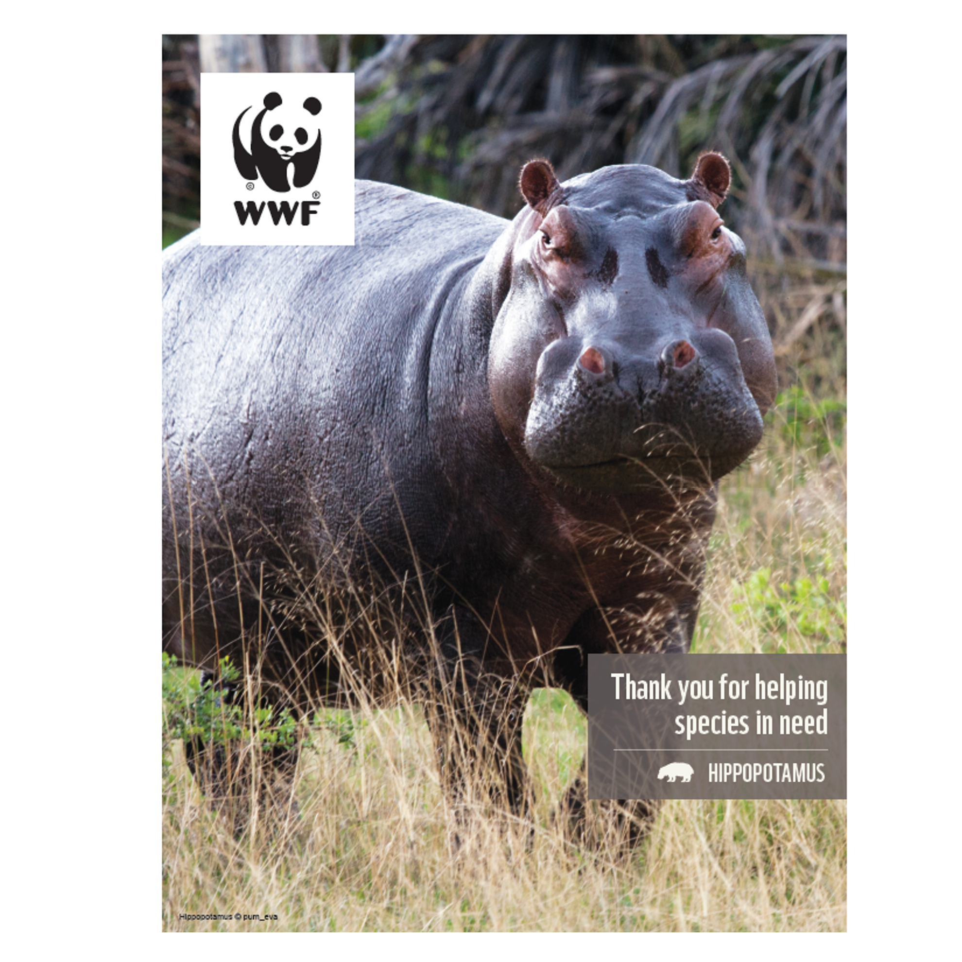 Hippopotamus digital adoption