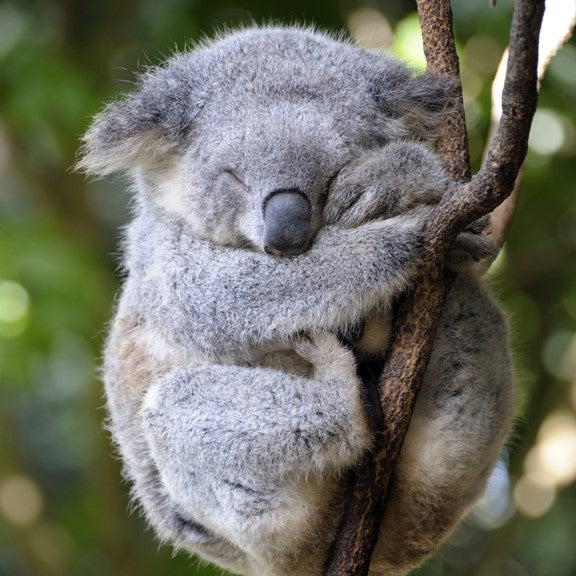 Koala e-card - WWF-Canada
