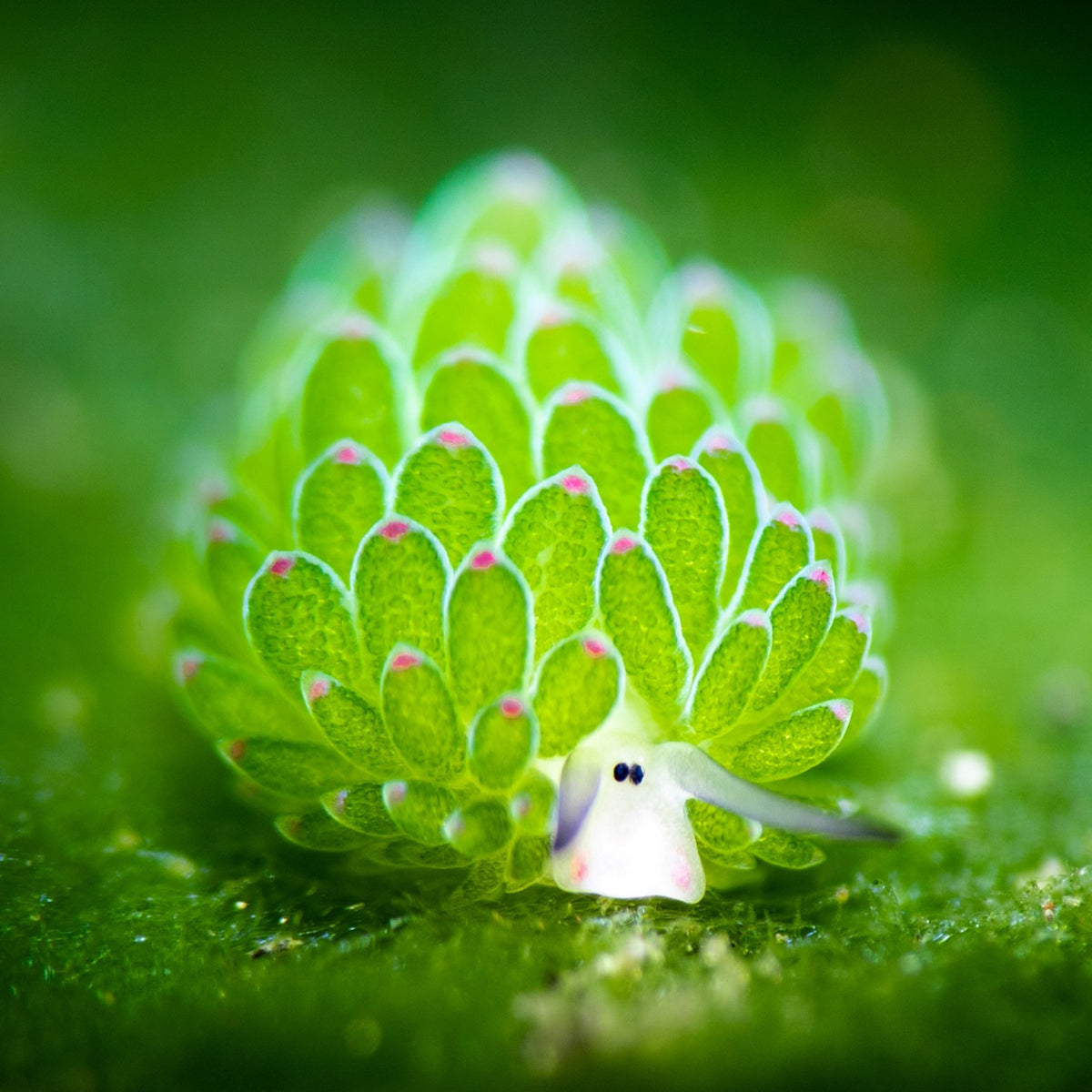 Leaf sheep - WWF-Canada