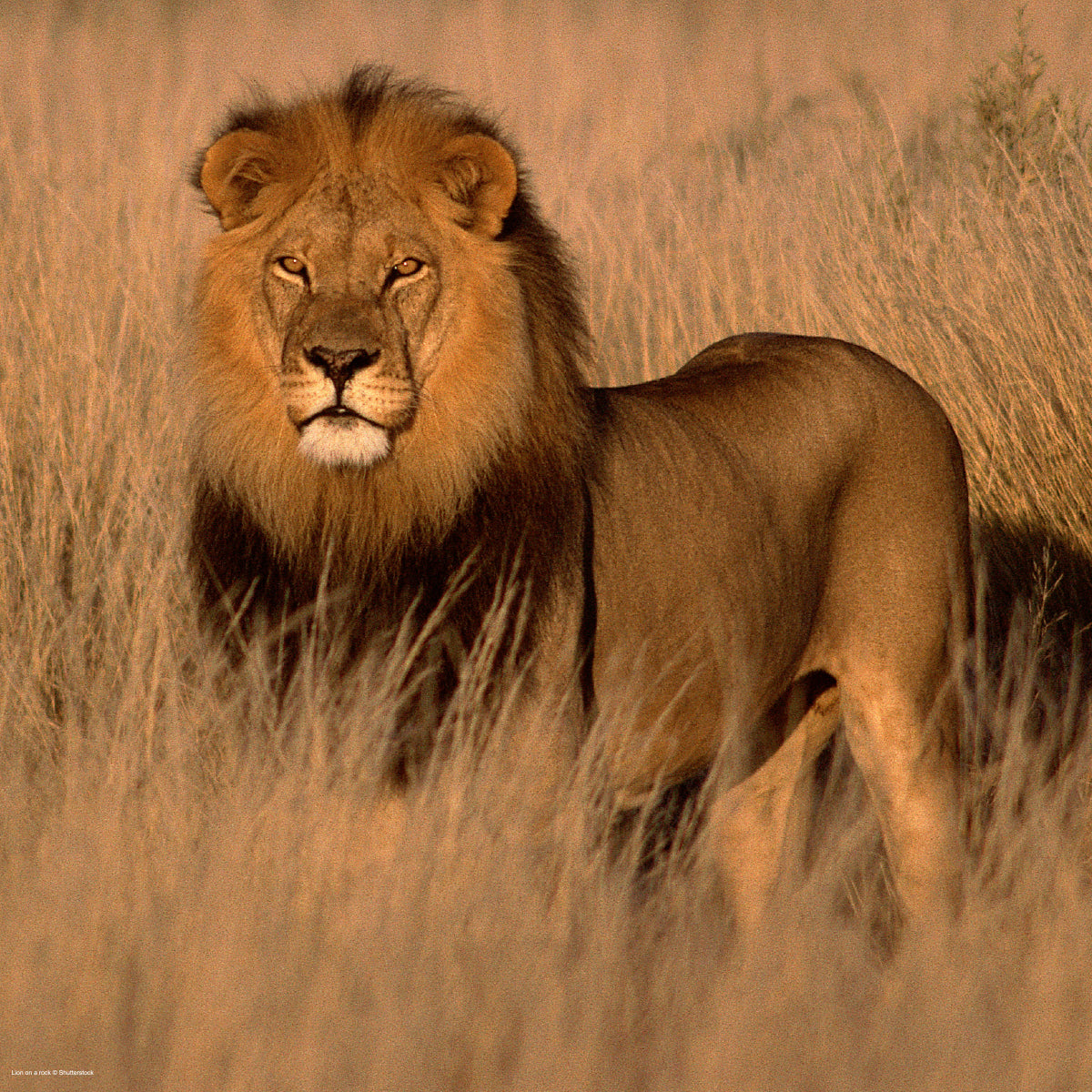 Lion digital adoption - WWF-Canada