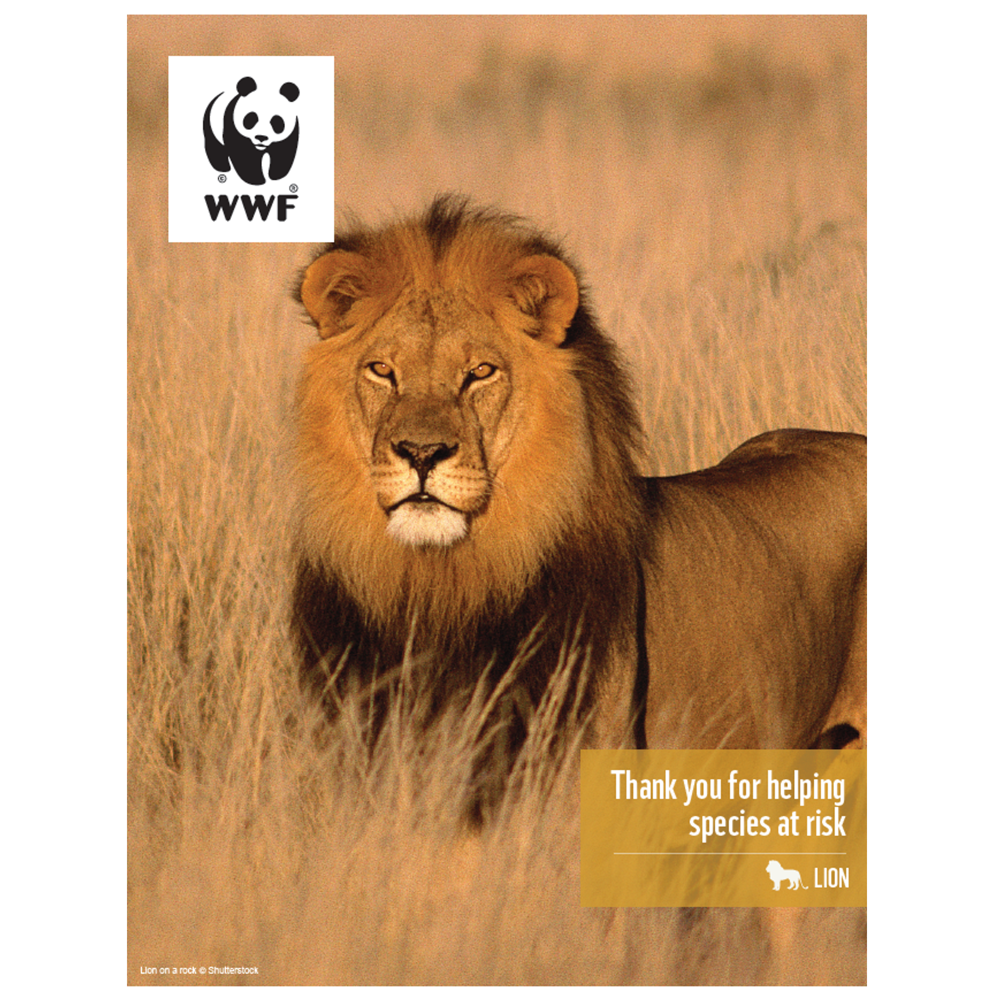 Lion digital adoption - WWF-Canada