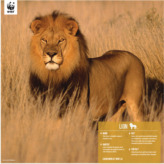 Lion - WWF-Canada