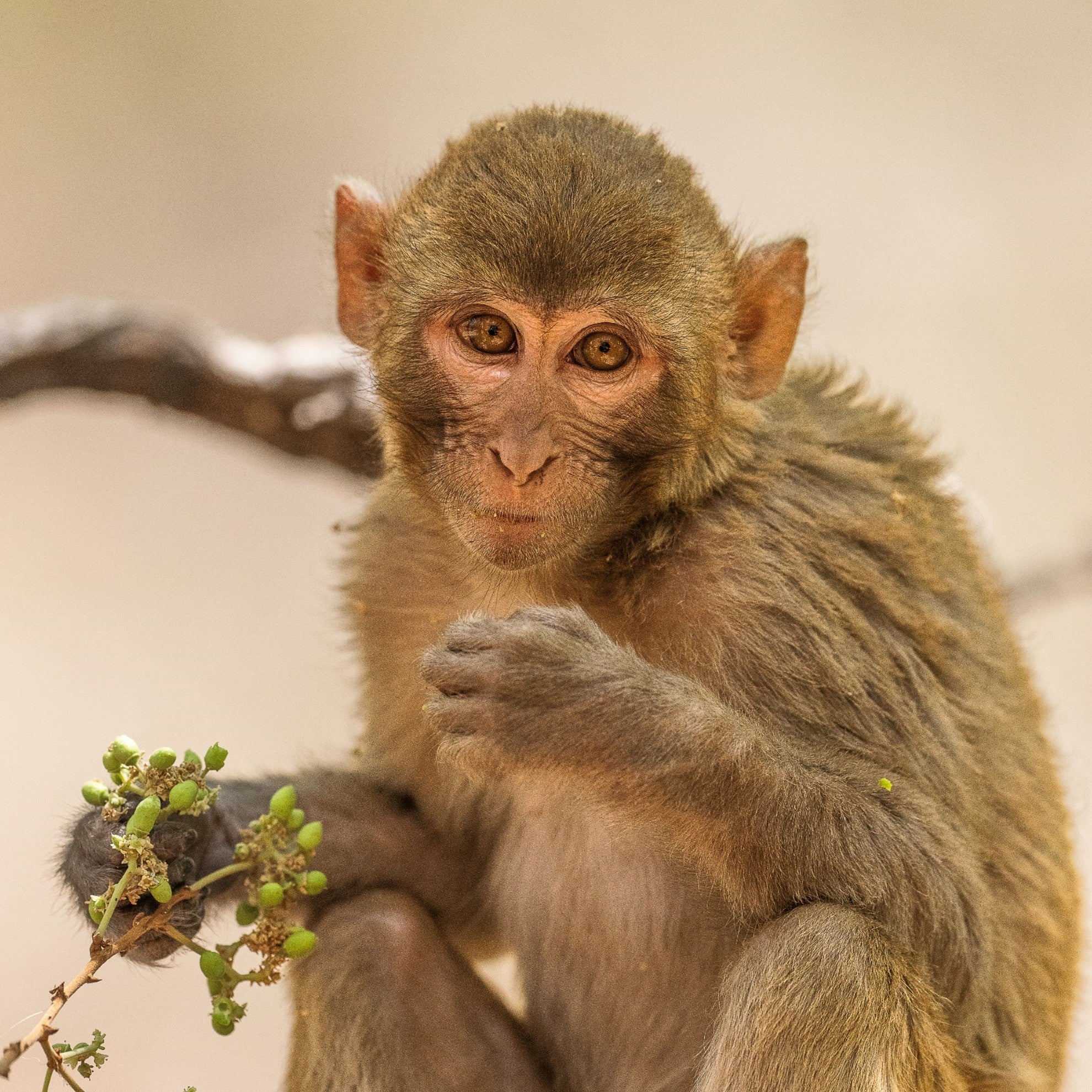 A close-up photo of a rhesus macaque eating a plant
