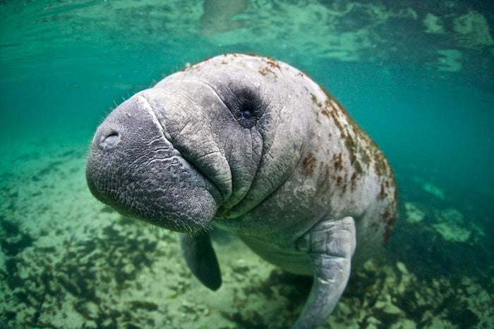 Adopt a Manatee Plush Certificate Gift Kits Adopt a Manatee Plush Certificate Gift Kits