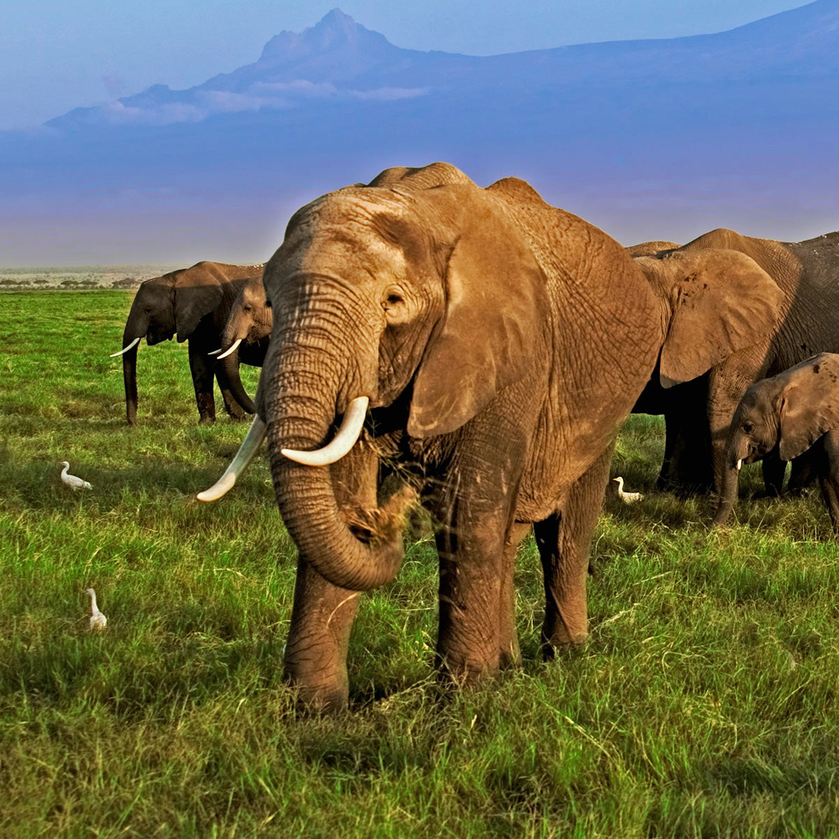 An African elephant walking and grazing in the African grasslands
