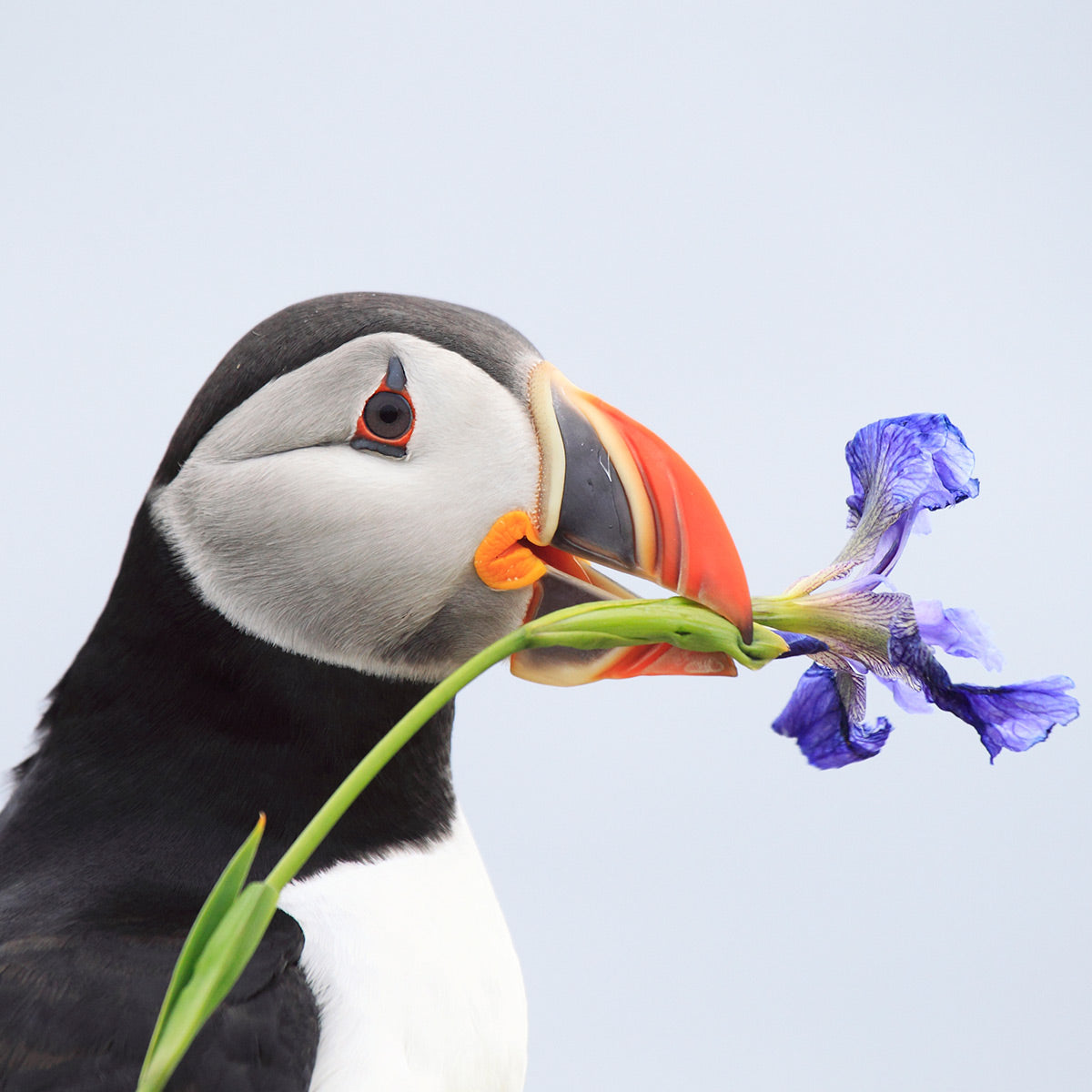 A close up photo of an Atlantic puffin holding a blue flower in its beak