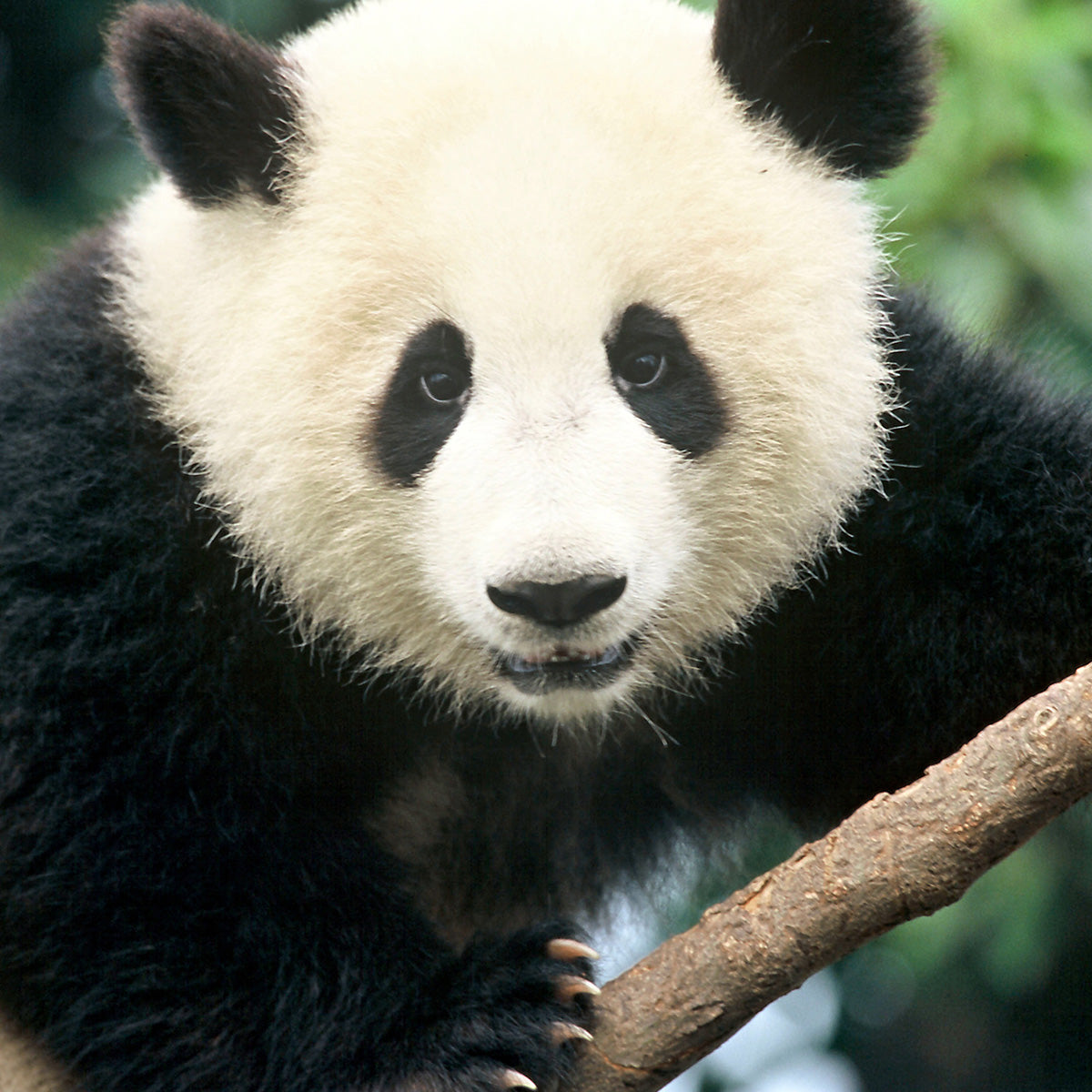 A close up photo of a giant panda 