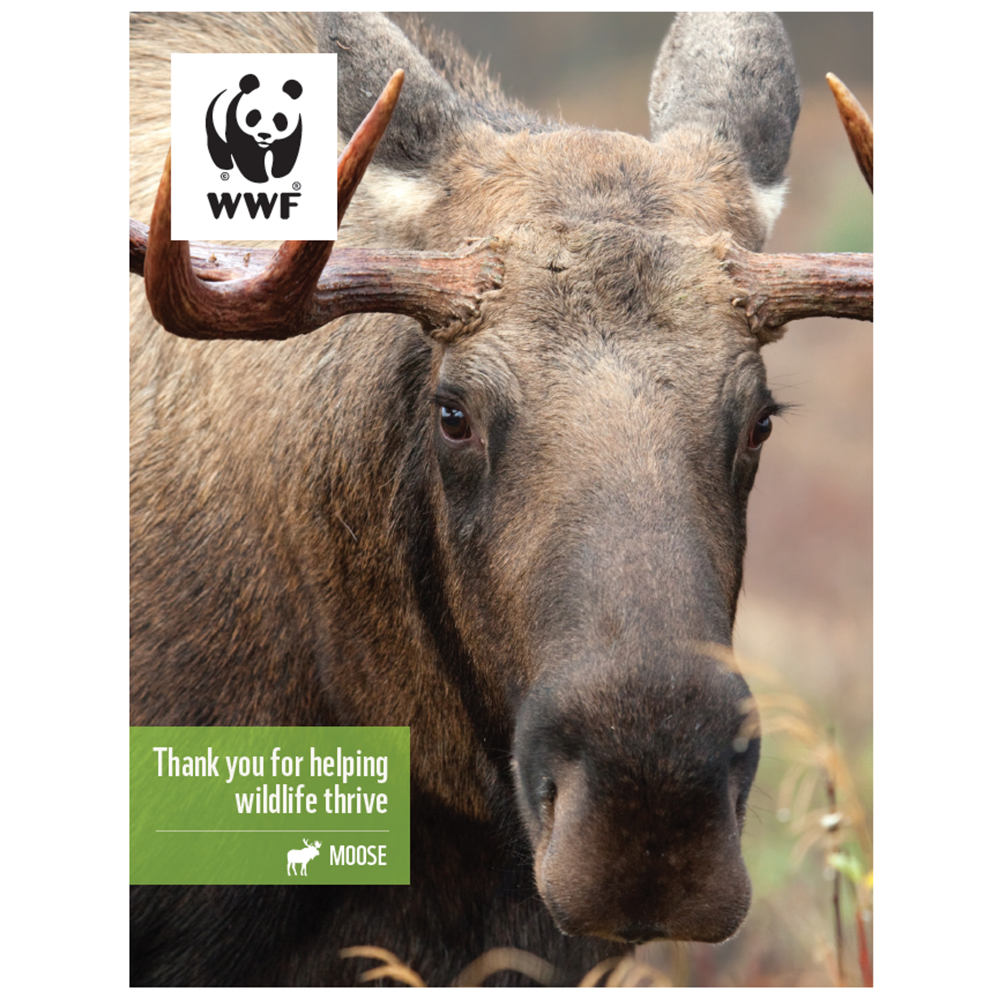 Moose digital adoption - WWF-Canada