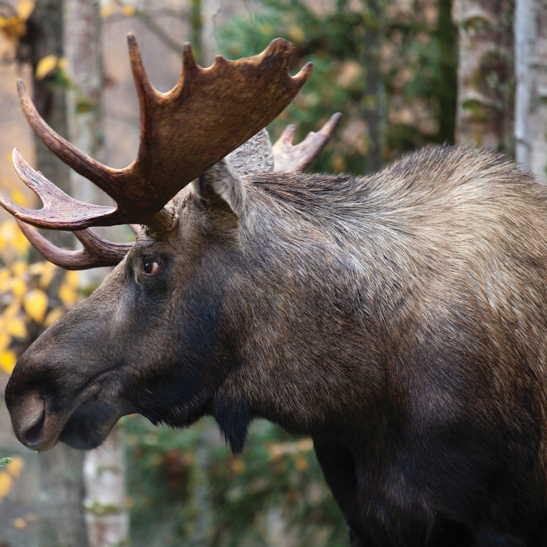 Moose digital adoption - WWF-Canada