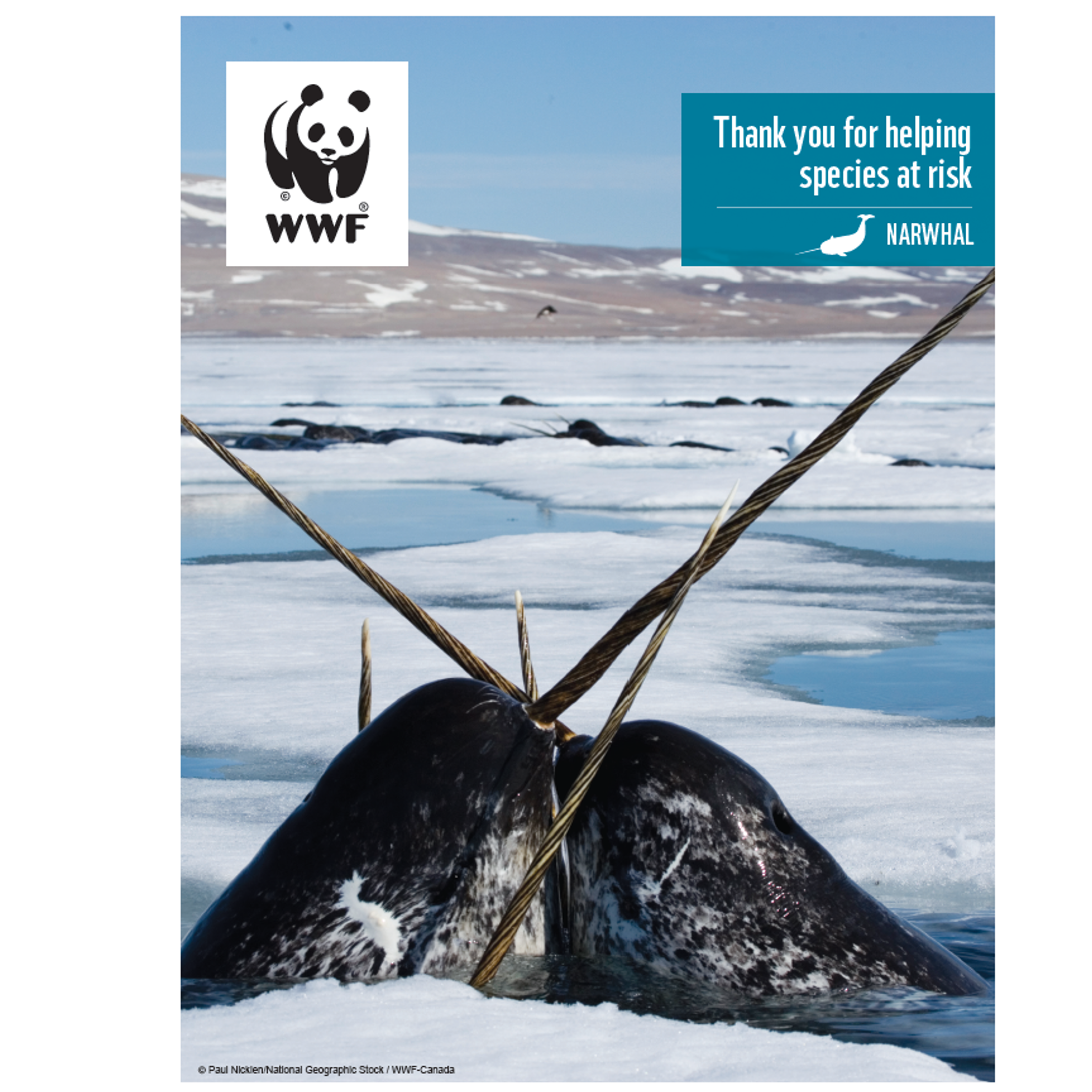 Narwhal digital adoption - WWF-Canada