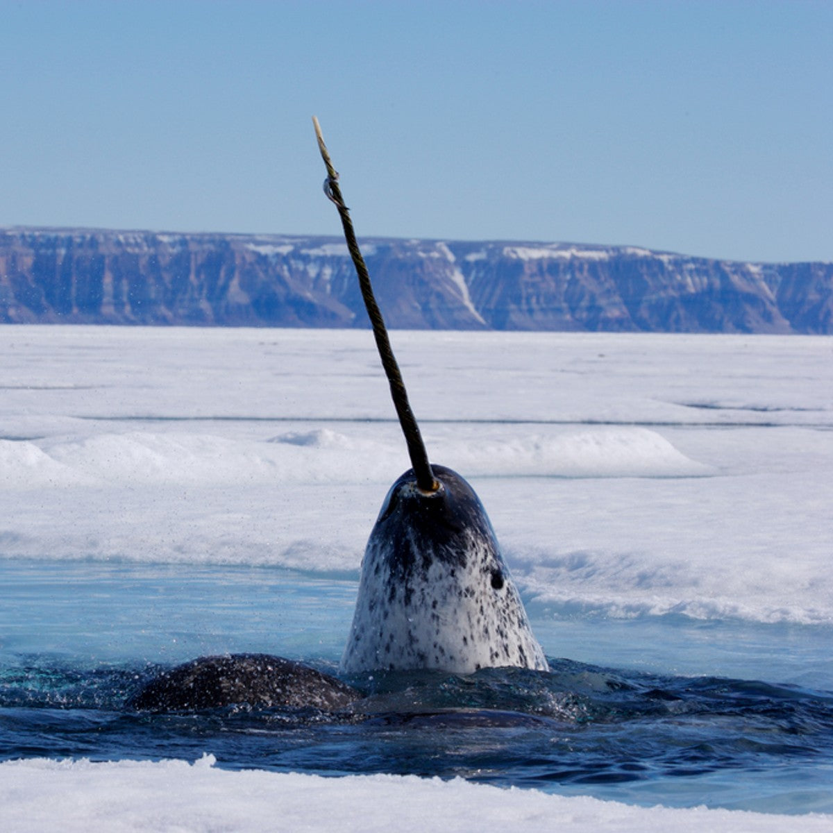 Narwhal digital adoption - WWF-Canada