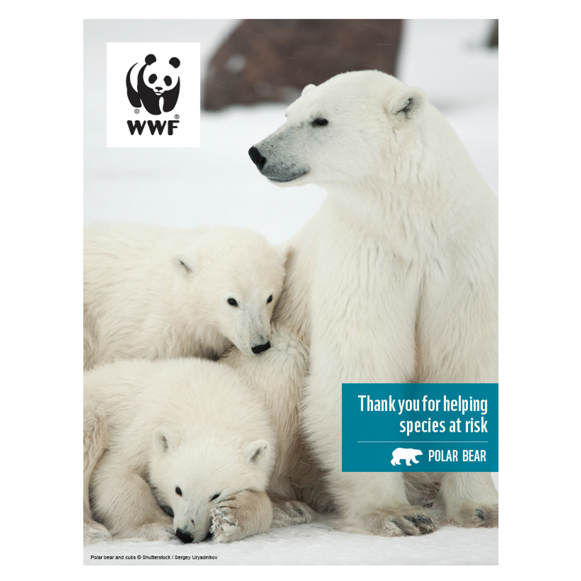 Polar bear digital adoption