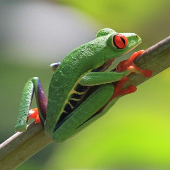 Red-eyed tree frog adoption card - WWF-Canada